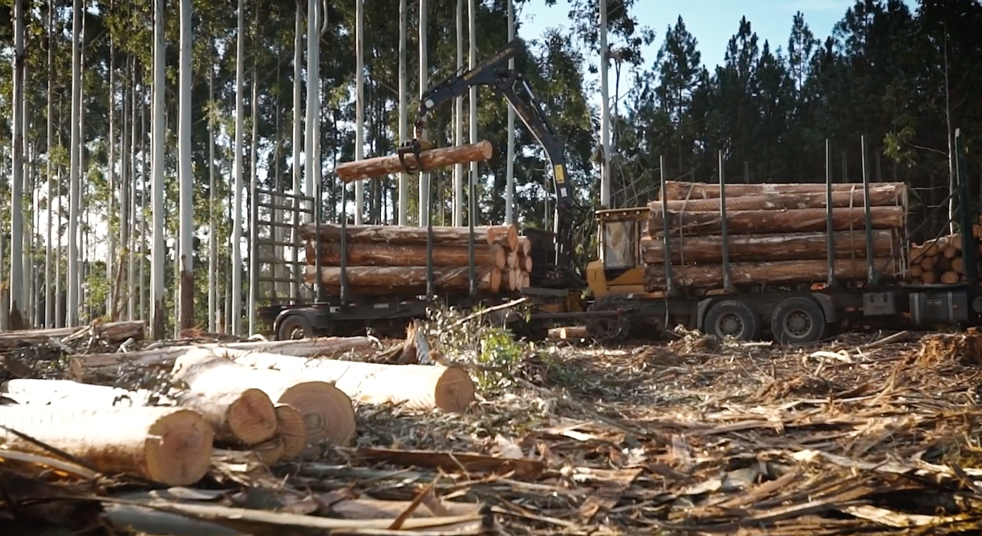 Porta-timber-supply-chain-5